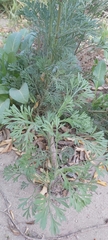Artemisia scoparia