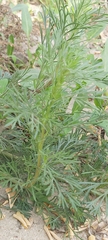 Artemisia scoparia