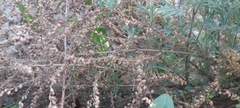 Artemisia scoparia