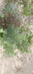 Artemisia scoparia