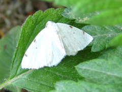 Lomographa bimaculata