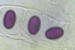 Ascobolus immersus