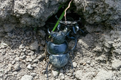 Lethrus apterus