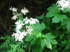 Filipendula glaberrima