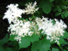 Filipendula glaberrima