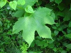 Filipendula glaberrima