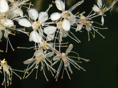 Filipendula glaberrima