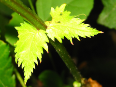 Filipendula glaberrima