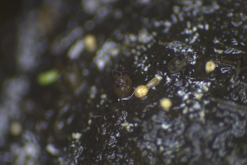 Ascobolus dadei