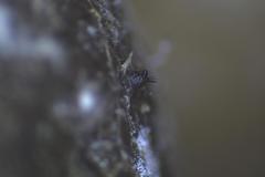 Podospora anserina