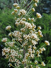 Ozothamnus cupressoides