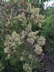 Ozothamnus cupressoides