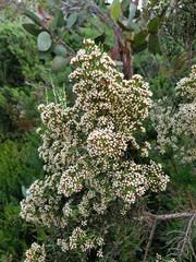 Ozothamnus cupressoides