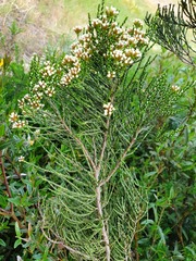 Ozothamnus cupressoides