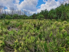 Ozothamnus cupressoides
