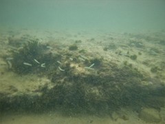 Ptereleotris microlepis