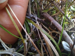 Rytidosperma gracile