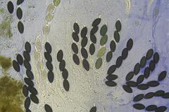 Podospora anserina