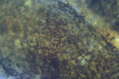 Podospora anserina