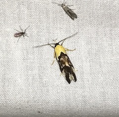 Eulechria clytophanes