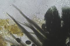 Podospora anserina