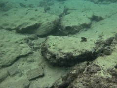 Ptereleotris microlepis