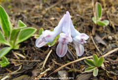 Corydalis pachycentra