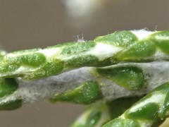 Ozothamnus cupressoides