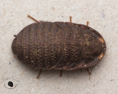Neolaxta monteithi