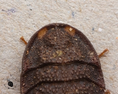 Neolaxta monteithi