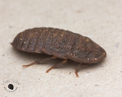 Neolaxta monteithi