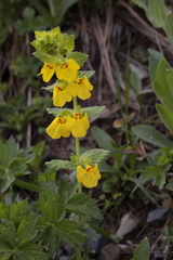 Rhynchocorys stricta