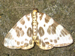Gandaritis whitelyi