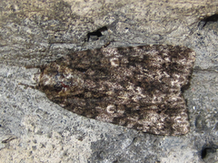 Acronicta concrepta