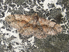 Satoblephara parvularia
