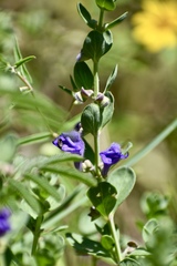 Scutellaria wrightii