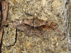 Satoblephara parvularia
