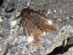 Xanthomantis contaminata