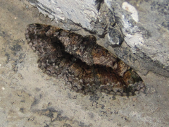 Satoblephara parvularia