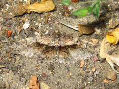 Satoblephara parvularia