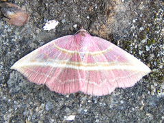 Naganoella timandra