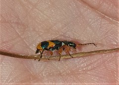 Hapalochrops sumtuosus