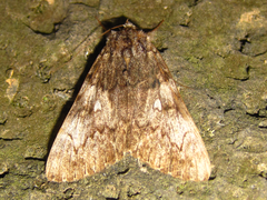 Catocala streckeri