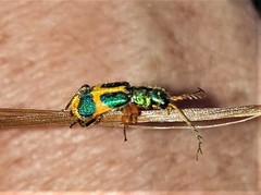 Hapalochrops sumtuosus