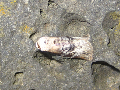 Bryophilina mollicula