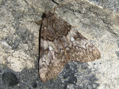 Catocala streckeri