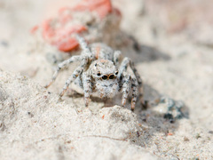 Aelurillus dubatolovi