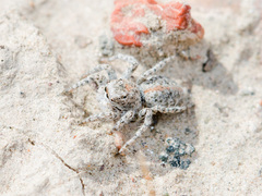 Aelurillus dubatolovi