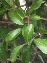 Phyllonorycter leucographella