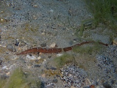 Hippichthys cyanospilos